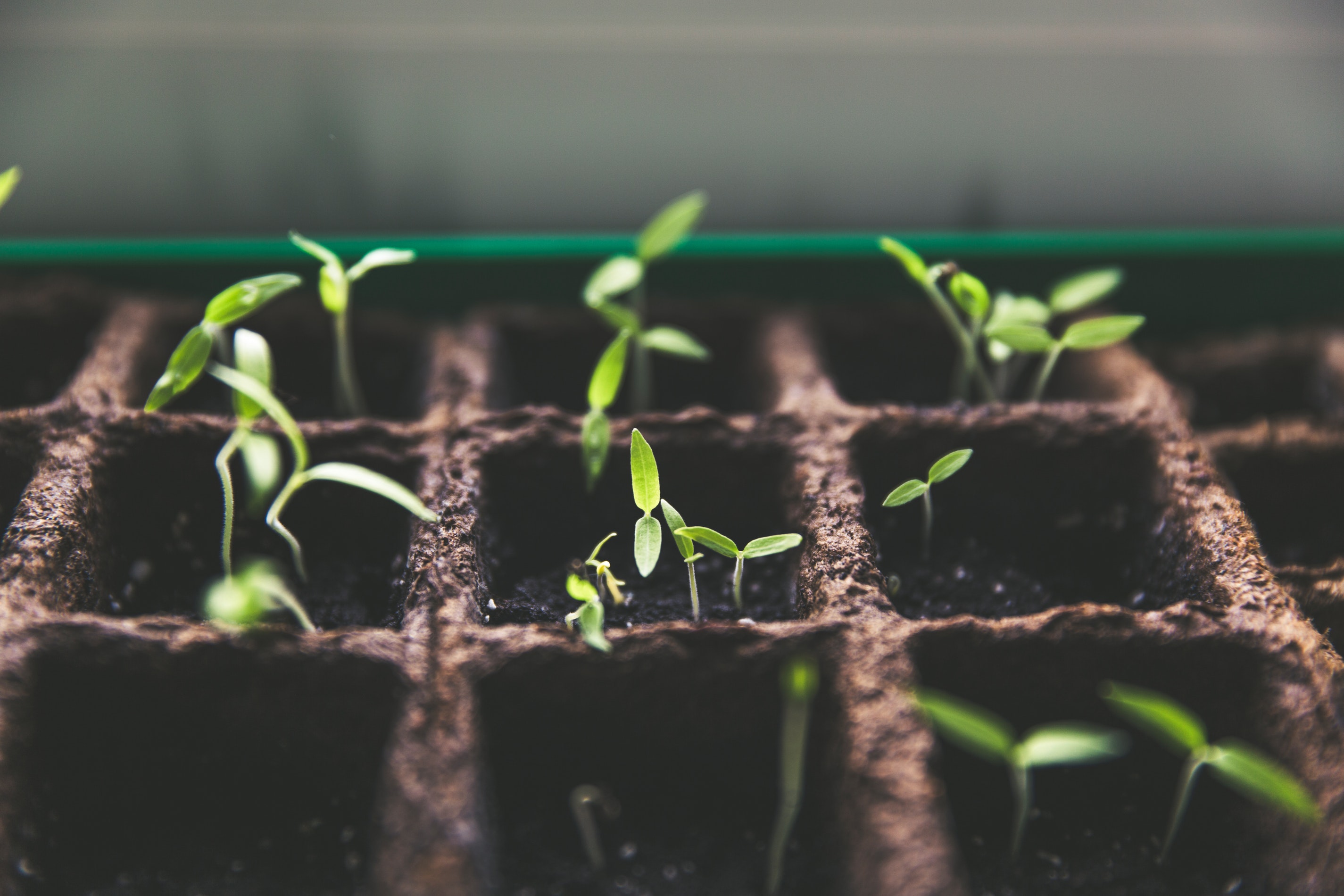 sprouting plants